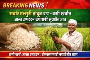 सबौर मन्सुरी तांदूळ वाण – कमी खर्चात जास्त उत्पादन देणारी सुधारित जात